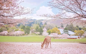 日本經(jīng)營管理簽證如何定義，需要哪些條件